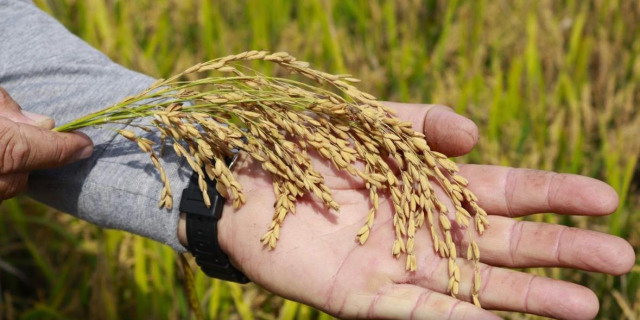 Entre lavouras cheias, cresce a incerteza de quem planta sem garantia de retorno..