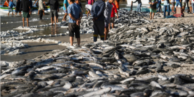 Entre redes e decretos, a disputa pela tainha segue em mar aberto. Entre redes e decretos, a disputa pela tainha segue em mar aberto.
